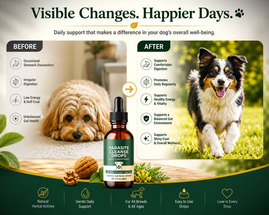 Daily Botanical Gut Support Drops for Dogs